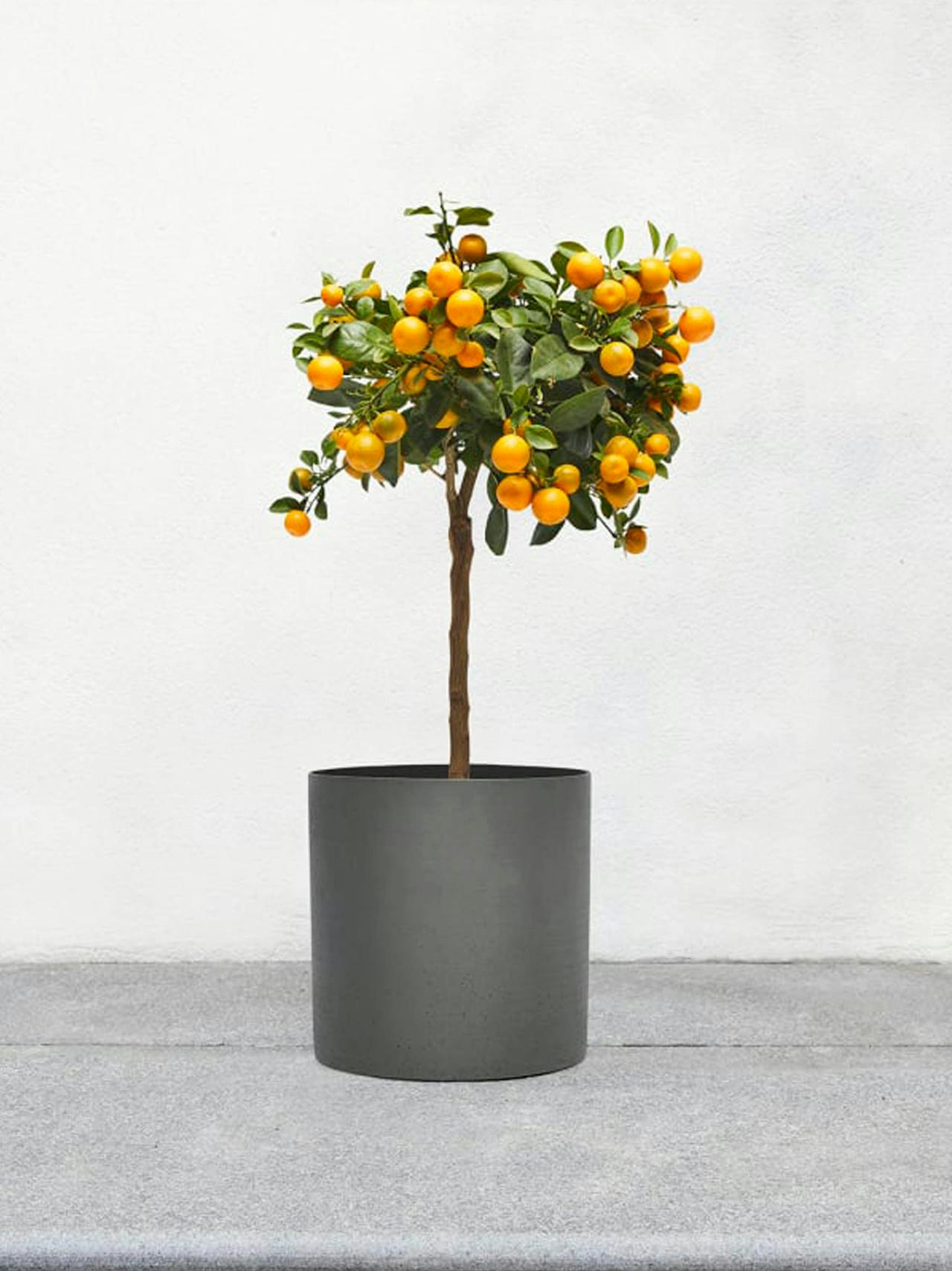 Lionel citrus plant