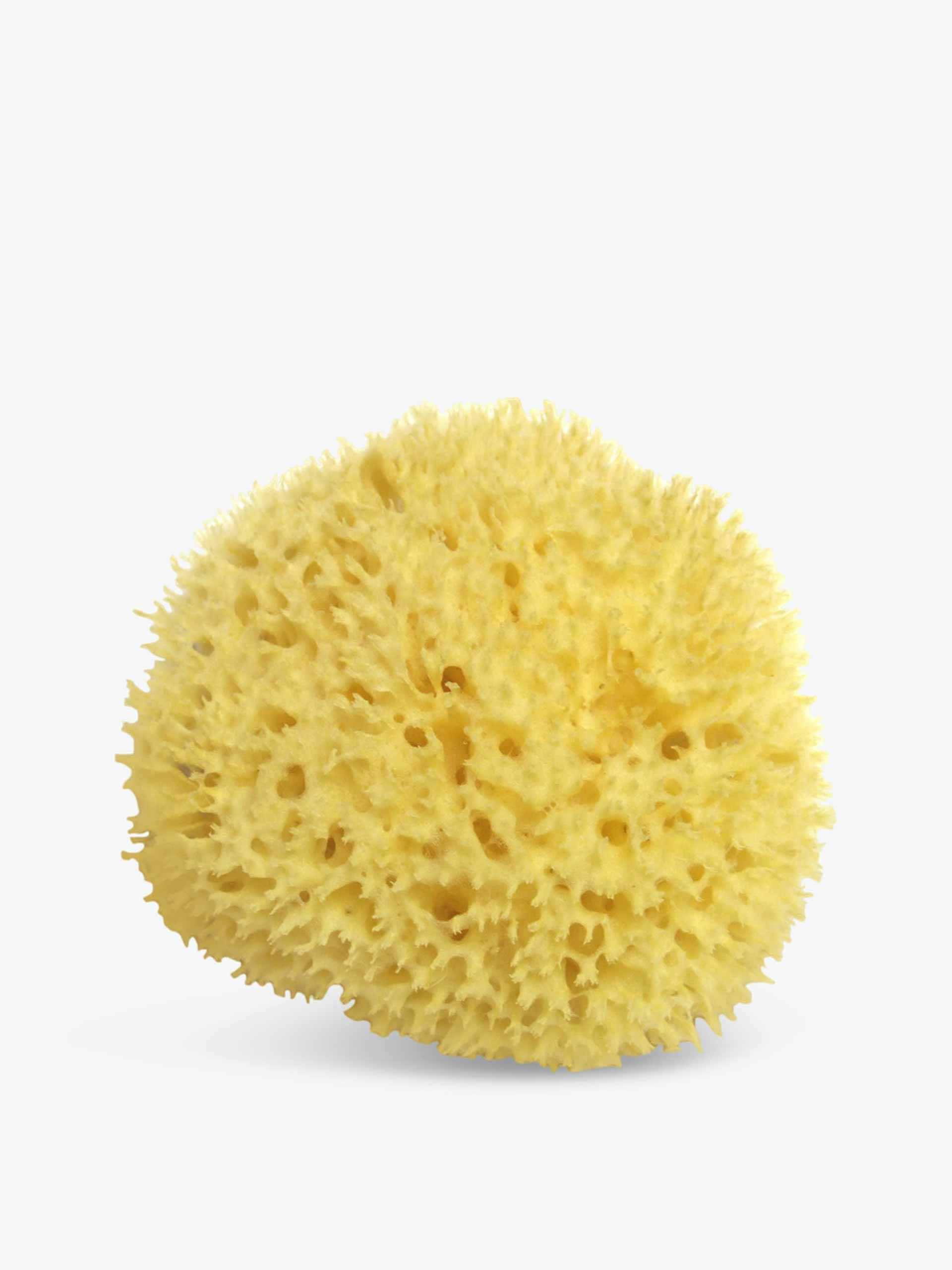 Sea sponge