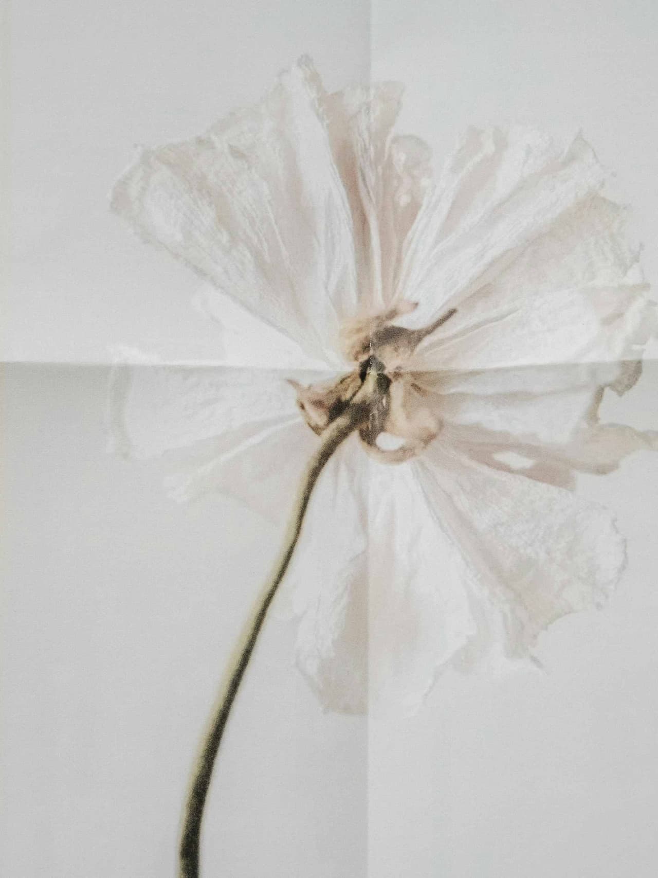 white-holding-mathilde-langevin-2 Image: Mathilde Langevin