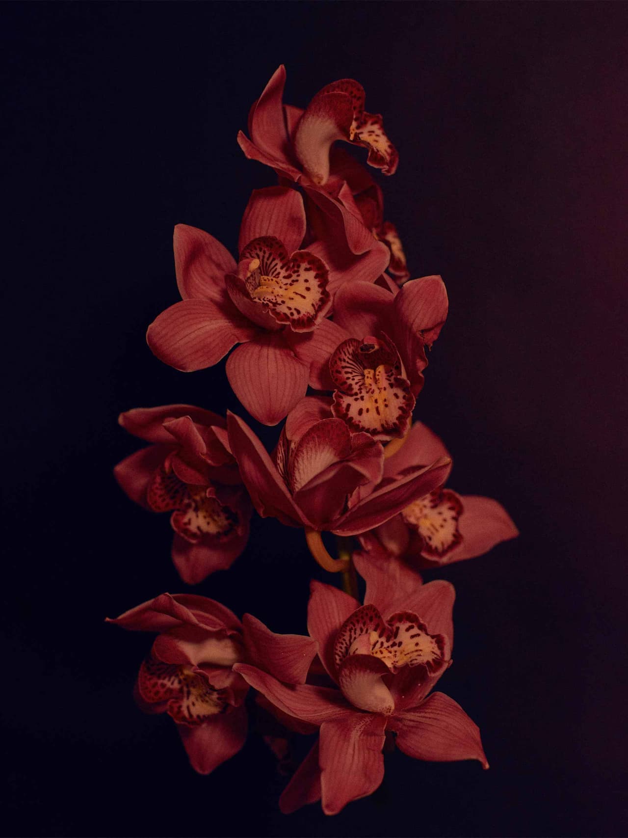 burgundy-holding-victoria-aleksandrova-unsplash Image: Victoria Aleksandrova vis Unsplash