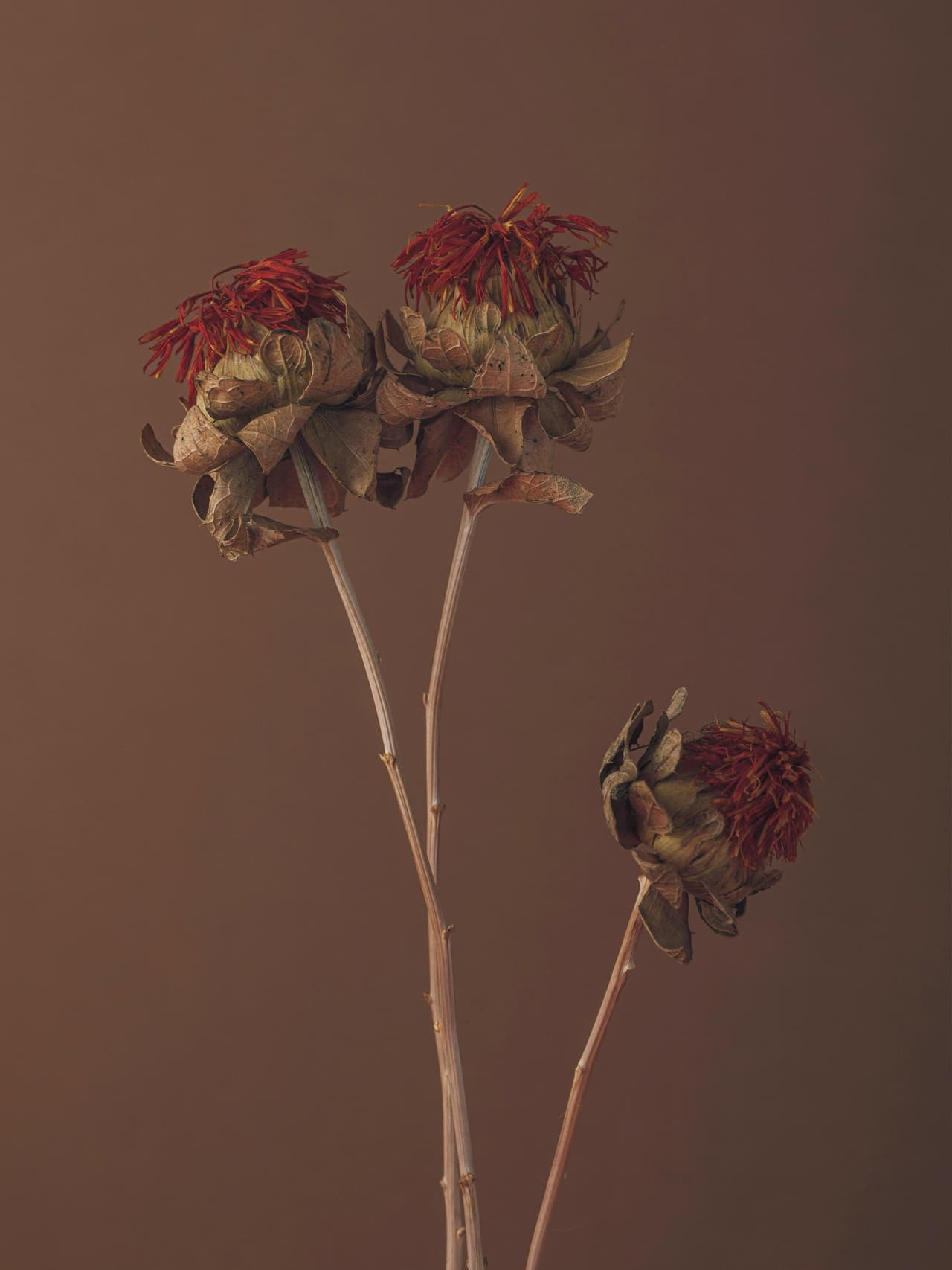 mochamousse-holding-ferals-studio-unsplash Image: Ferals Studio via Unsplash