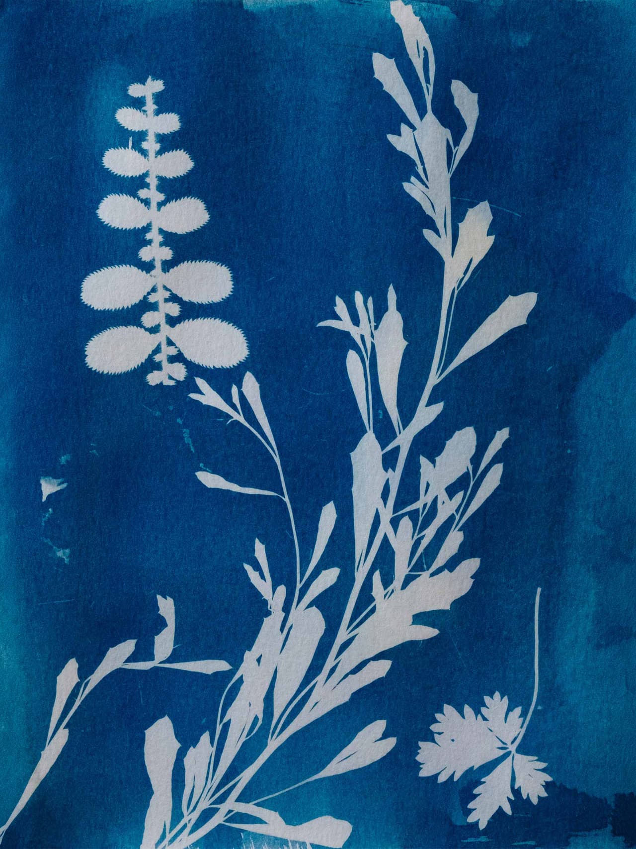 french-blue-holding-adolfo-felix