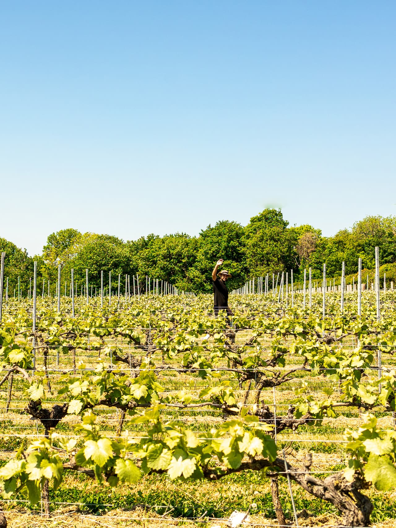 langham Image: Langham Wine Estate